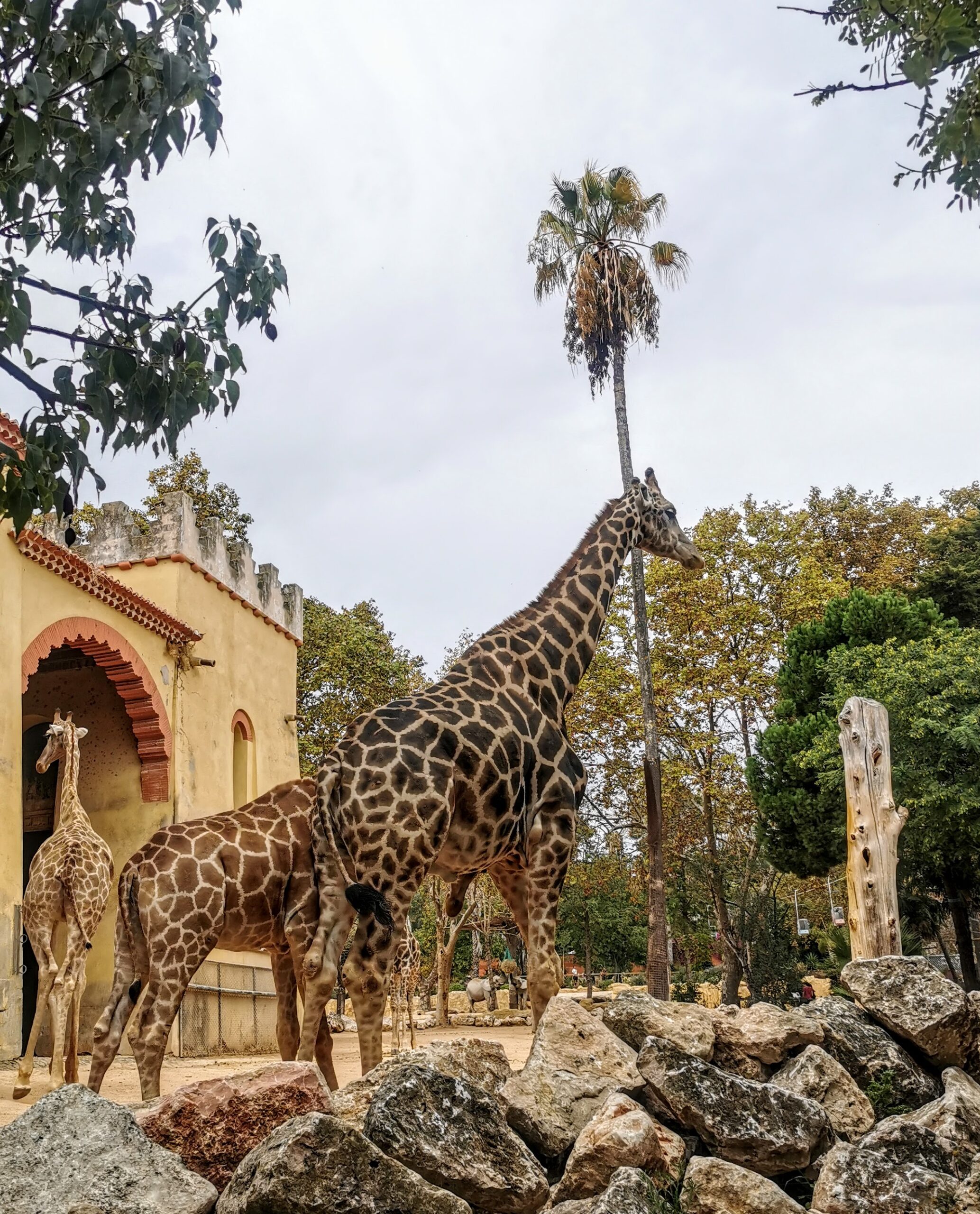 Giraffen im Zoo Lissabon